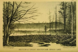 Section of Great Beaver Dam, Grass Lake. Reproduced as an engraving from a photograph by P. S. Duval, Son &amp; Company. From Lewis Henry Morgan, <i>The American Beaver and His Works</i> (1868)